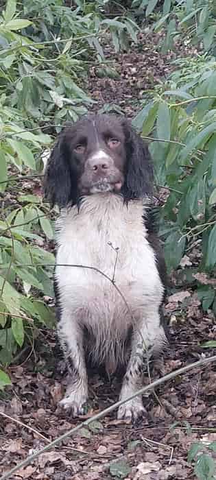 Spaniel stud
