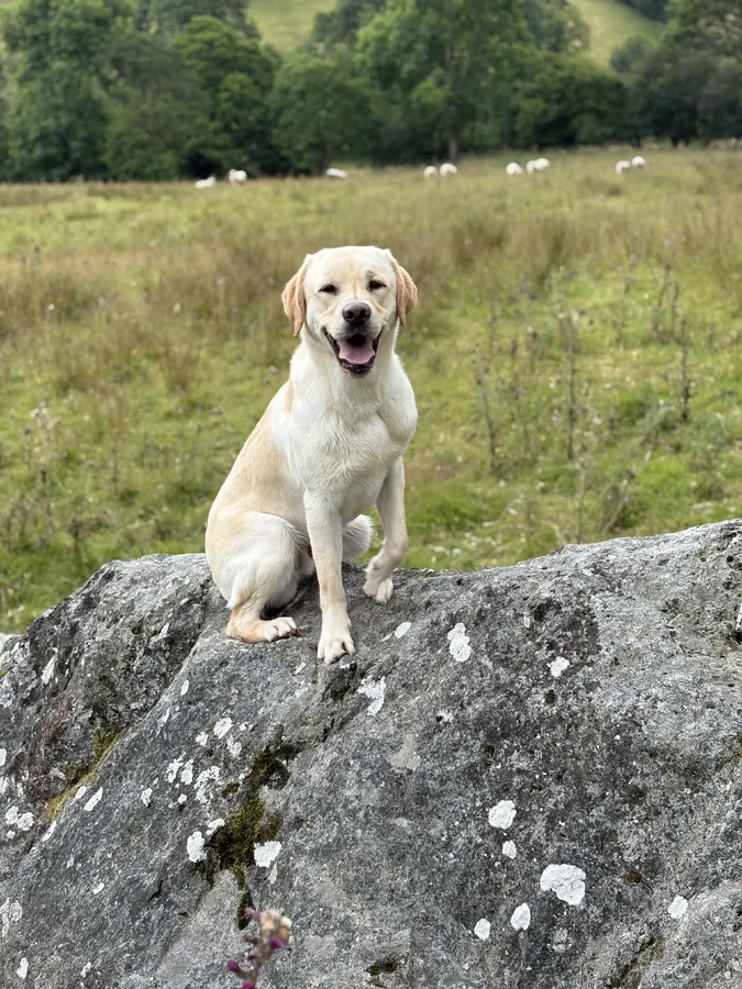 Beautiful 13 month old male make amazing pet