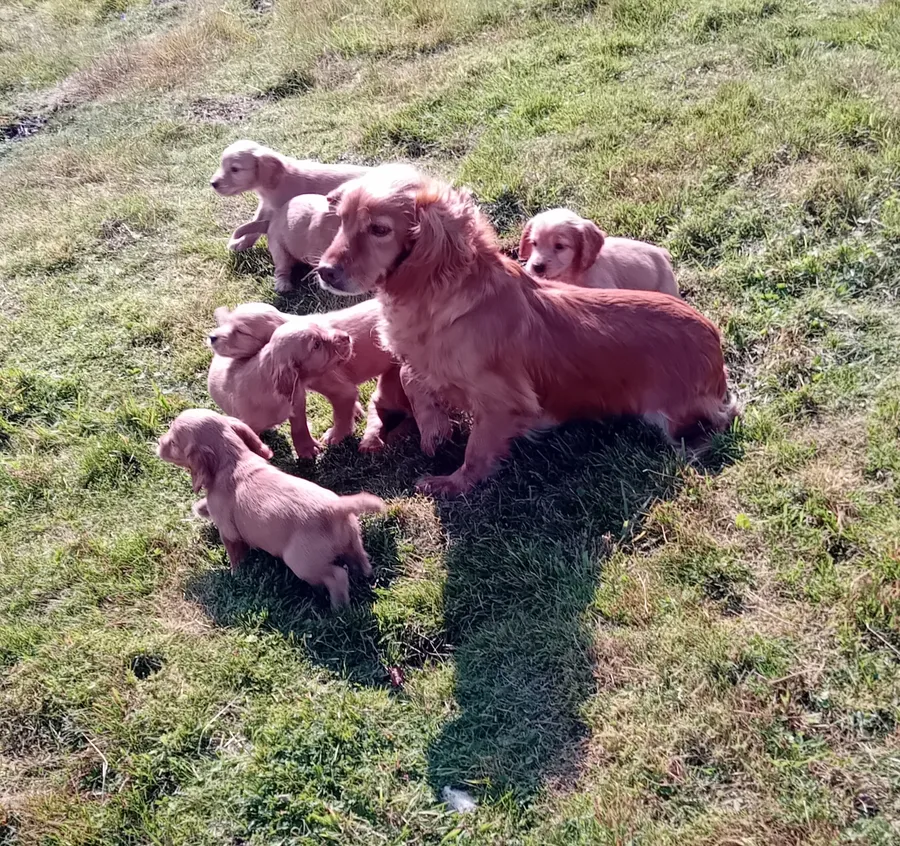 Cocker Spaniel Puppies
