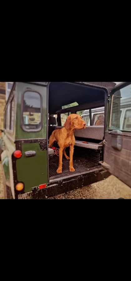 IMPORT HUNGARIAN WIREHAIRED VIZSLA