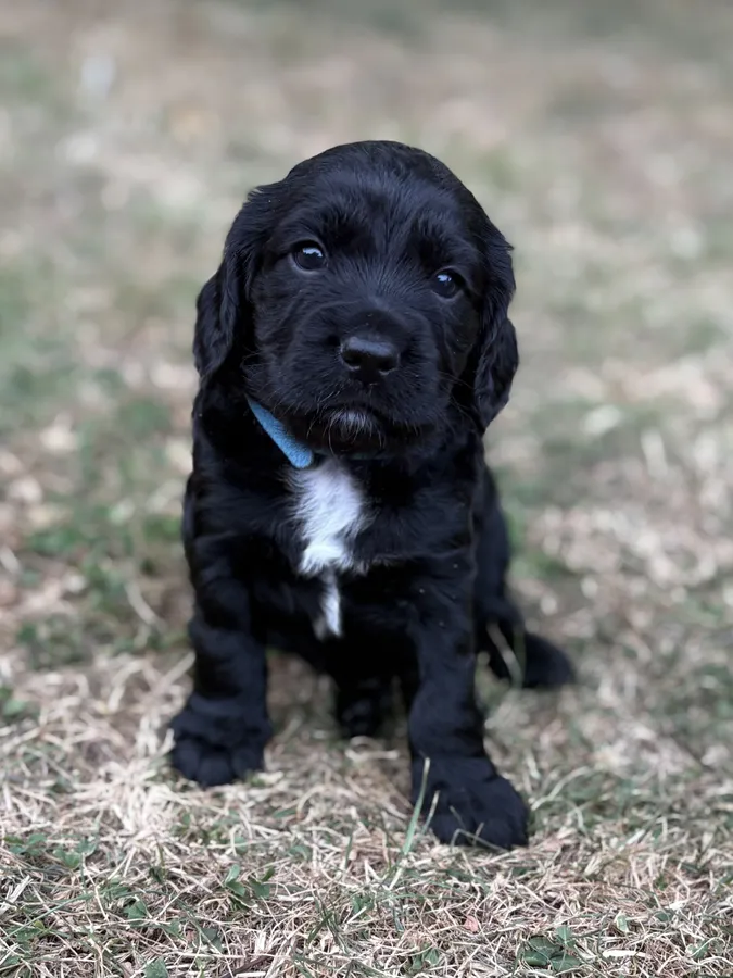 Family bred working Cocker Spaniel Puppies