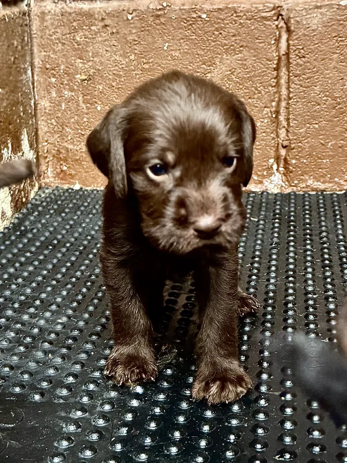 GWPxLab x Vizsla Puppies