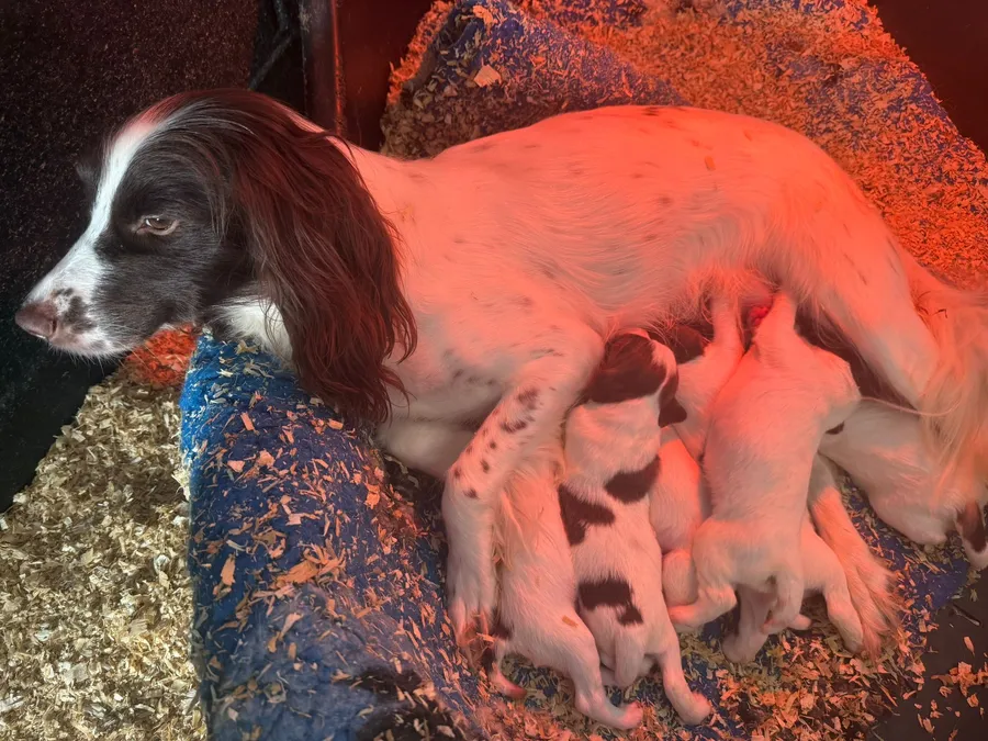 Ft Ch Belvden Justin Time x OFTAW Rocket Rosey of Valanjess