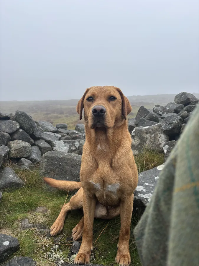 Trained red lab for sale