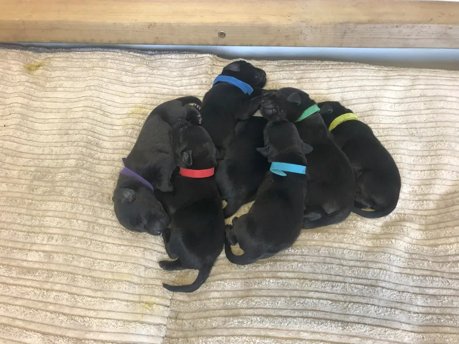 Working Black Labrador Puppies with strong pedigree and KC
