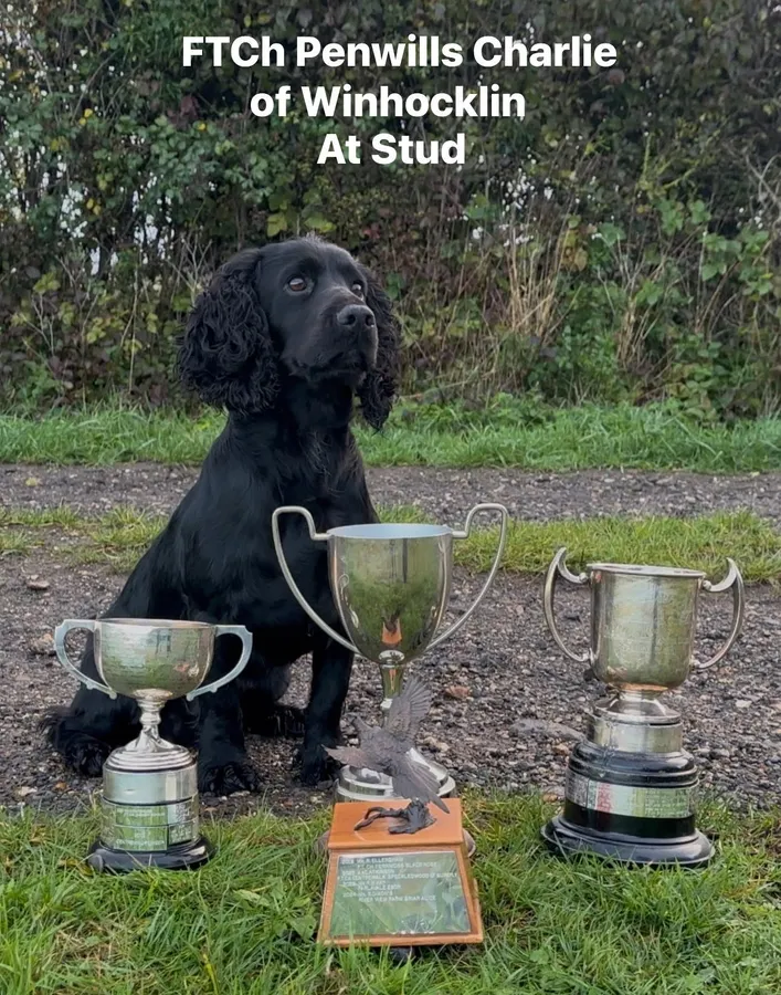 FTCH Penwills Charlie of Winhocklin