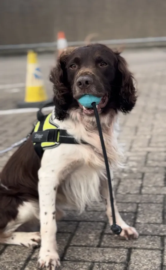 Health tested Hip Scored KC reg Carefully Planned Litter