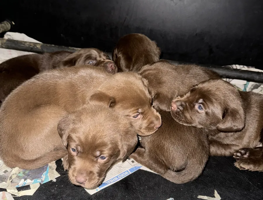 Kc beautiful working type chocolate lab pups