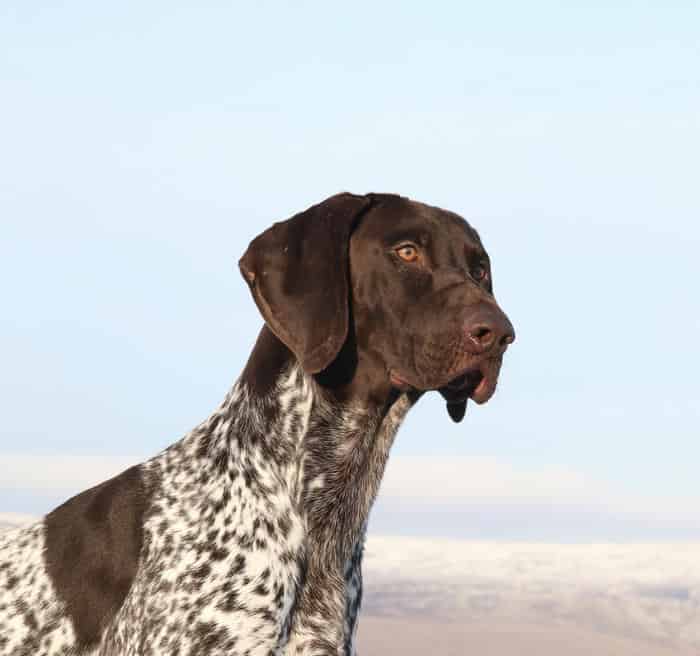 Exceptional GSP dog at stud. HEALTH TESTED
