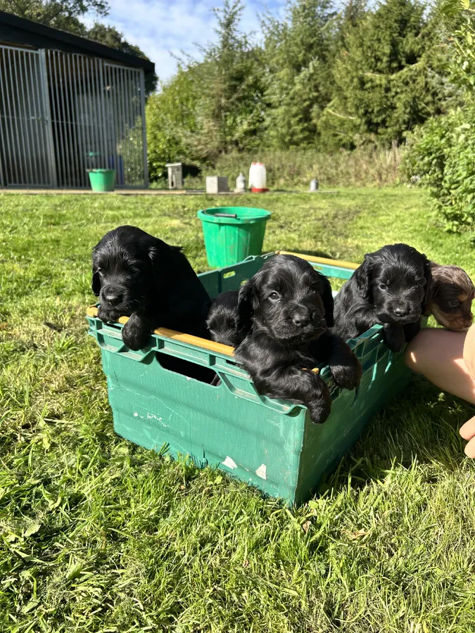 Black Working Cocker Pups-Excellent working line