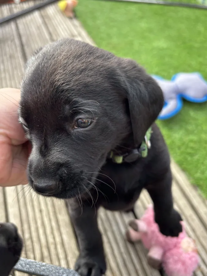 Labrador x Springador puppies