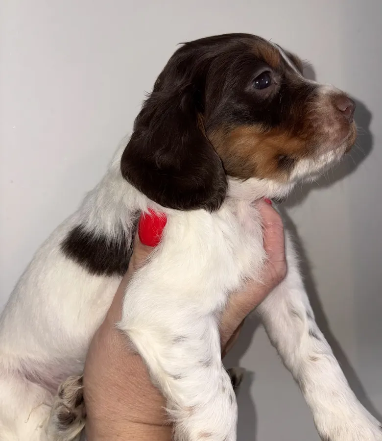 Royalty has arrived Exceptional Working Cocker Spaniels