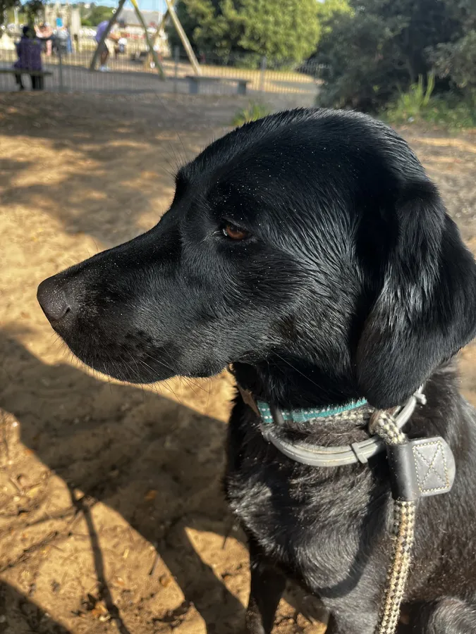 2 year old female black lab looking to be trained and worked