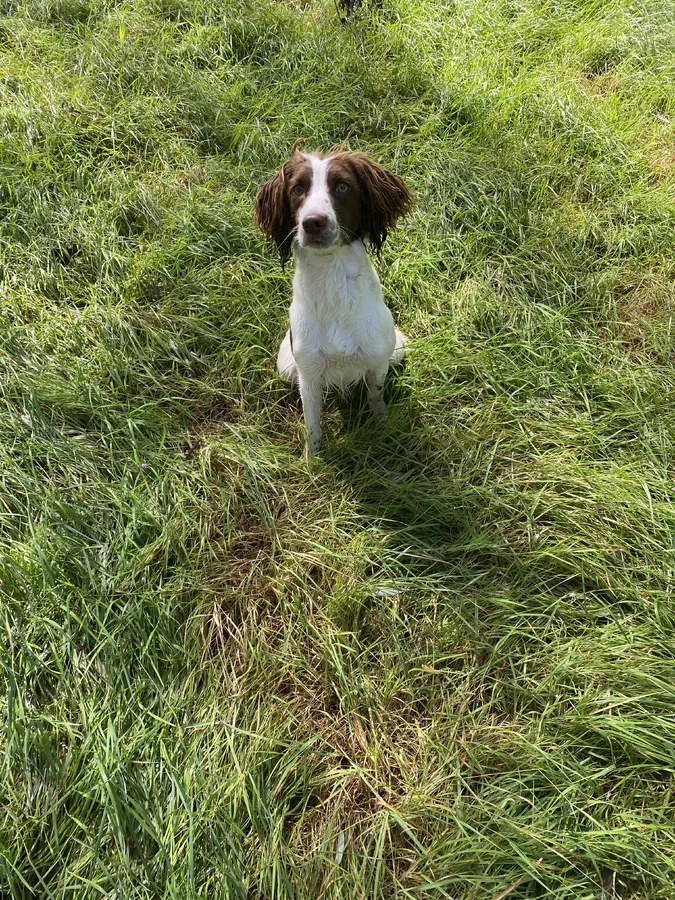 Springer bitch