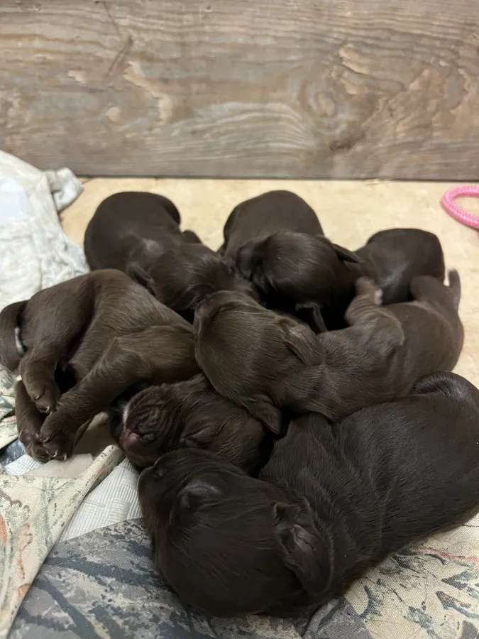 4 Sprocker Dog pups