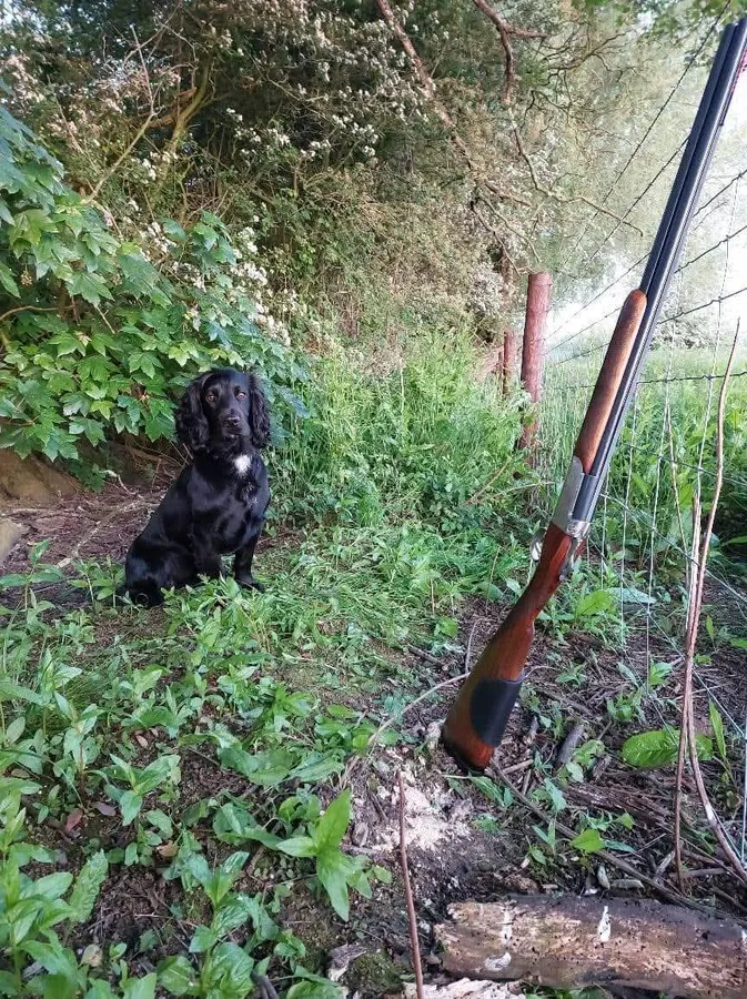 FTAW PROVEN COCKER STUD