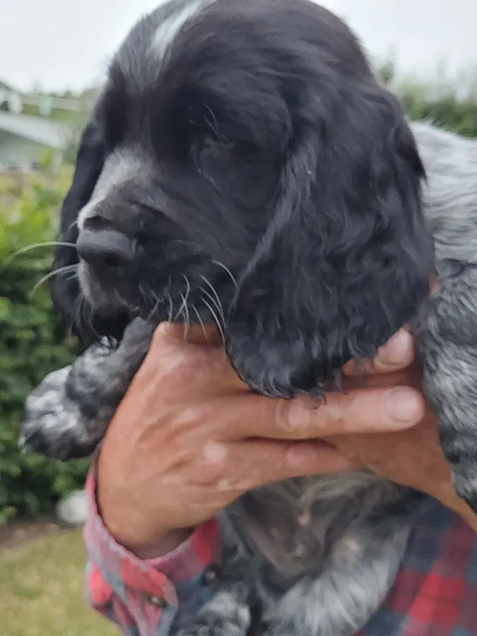 Working cocker spaniel pups for sale