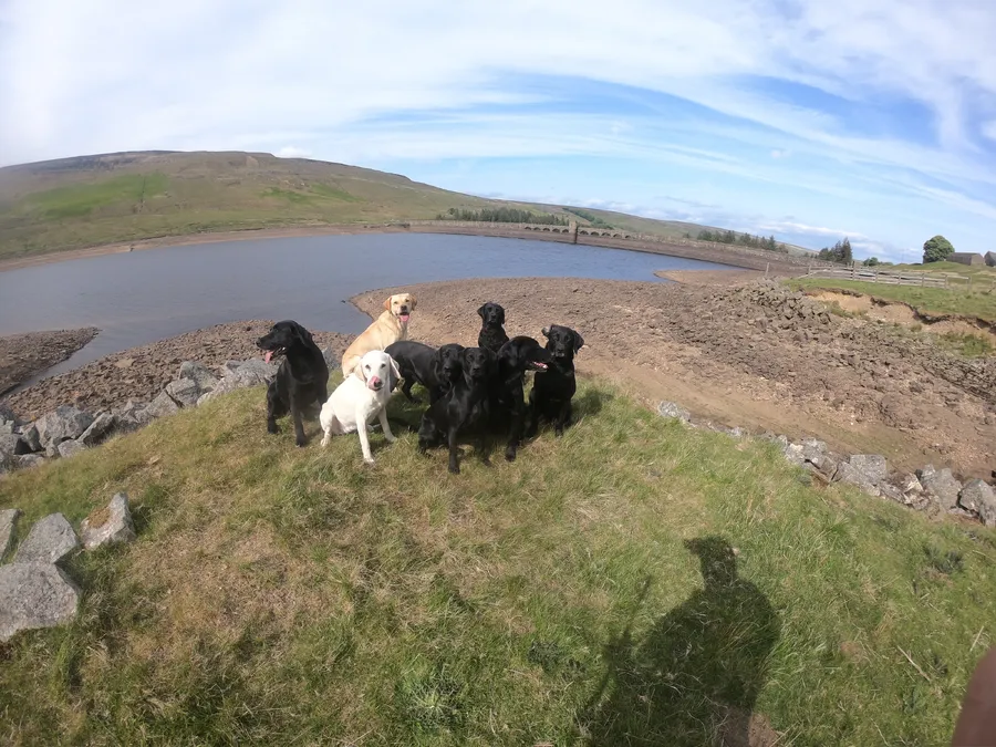YELLOW LABRADOR PUPPIES