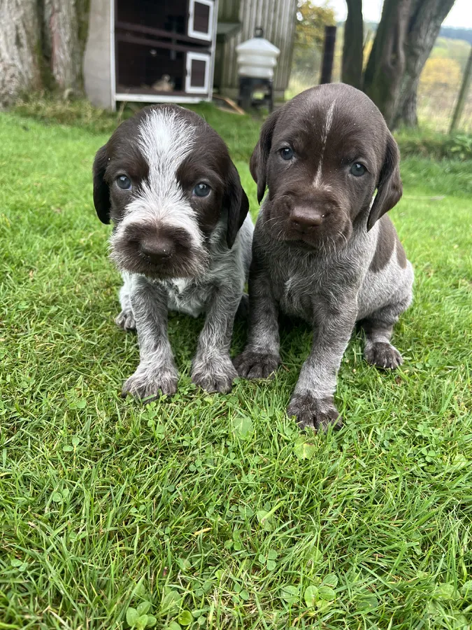 German wired haired pointers