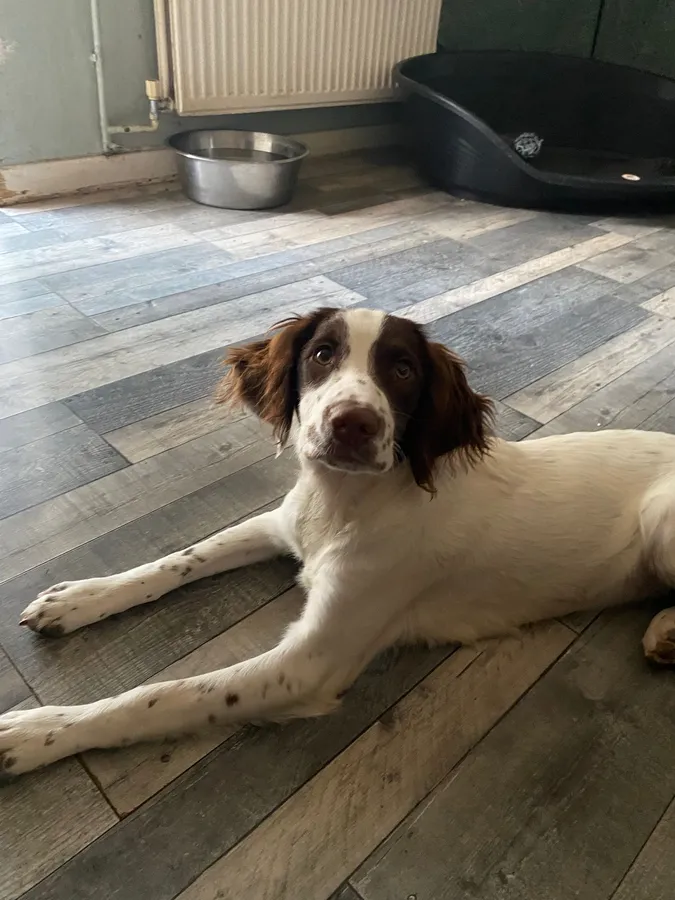 Super spaniel girl