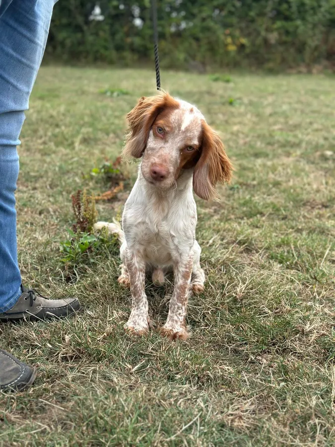 Roan cocker spaniel dog