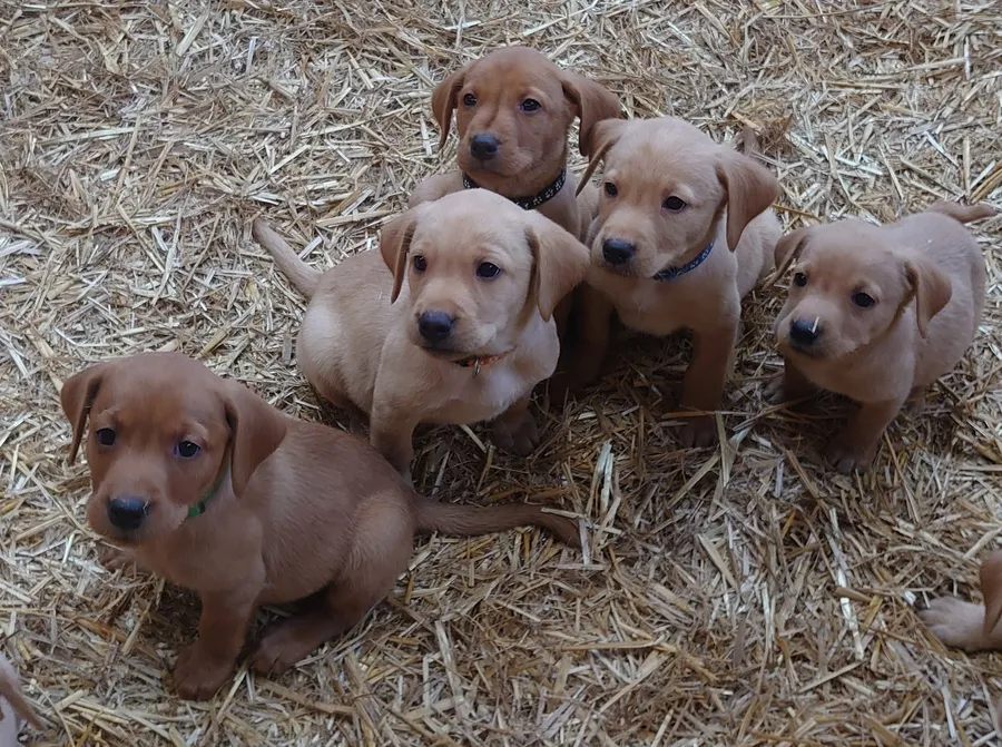 KC Reg Fox Red and Dark Yellow pups