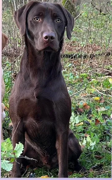 Kc working Labrador pups