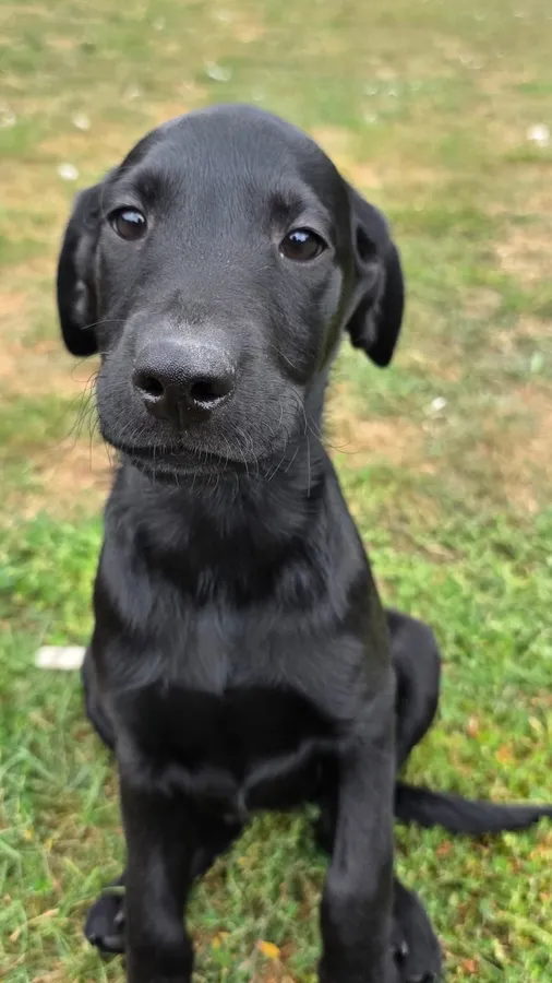 Smart mixed colour labrador litter parents health tested