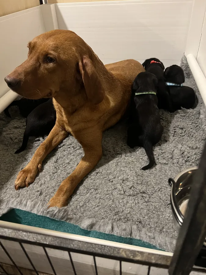 Labrador puppies