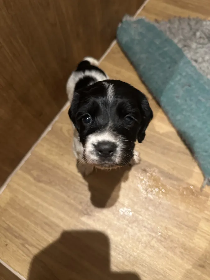 Springer Puppies