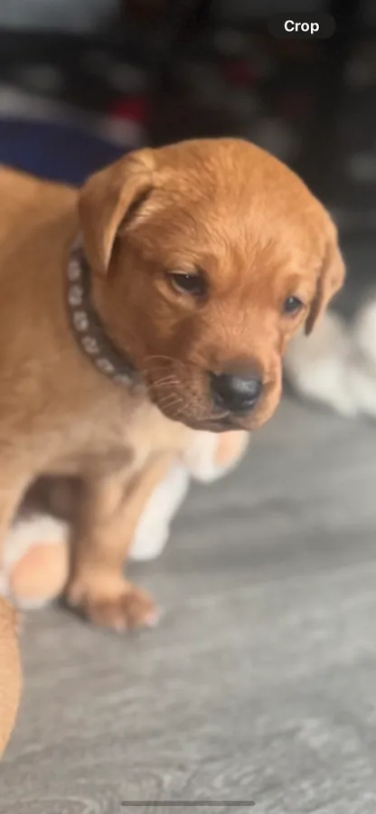 FOX RED LABRADOR PUPPIES