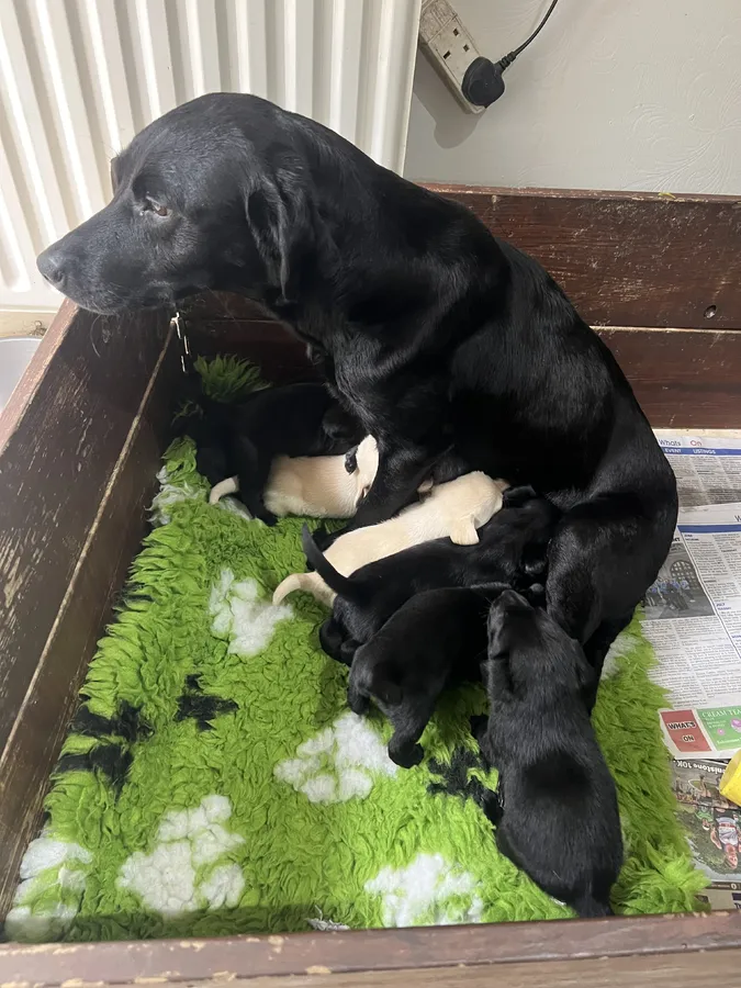 KC registered working strain Labrador puppies