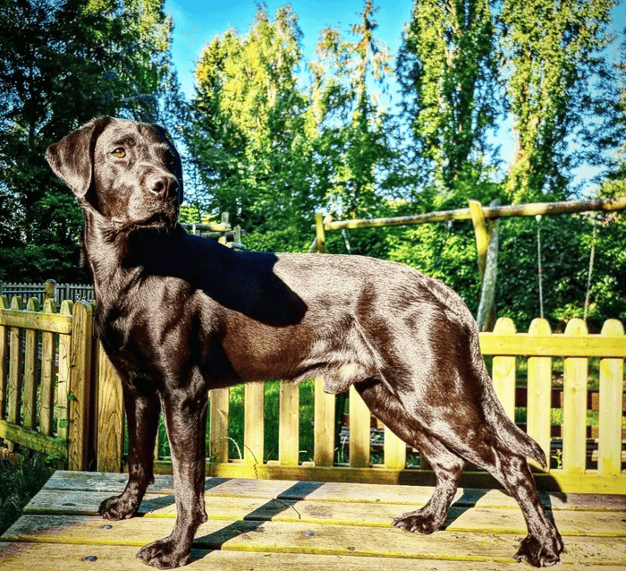 KC Health Tested Working Black Stud Dog