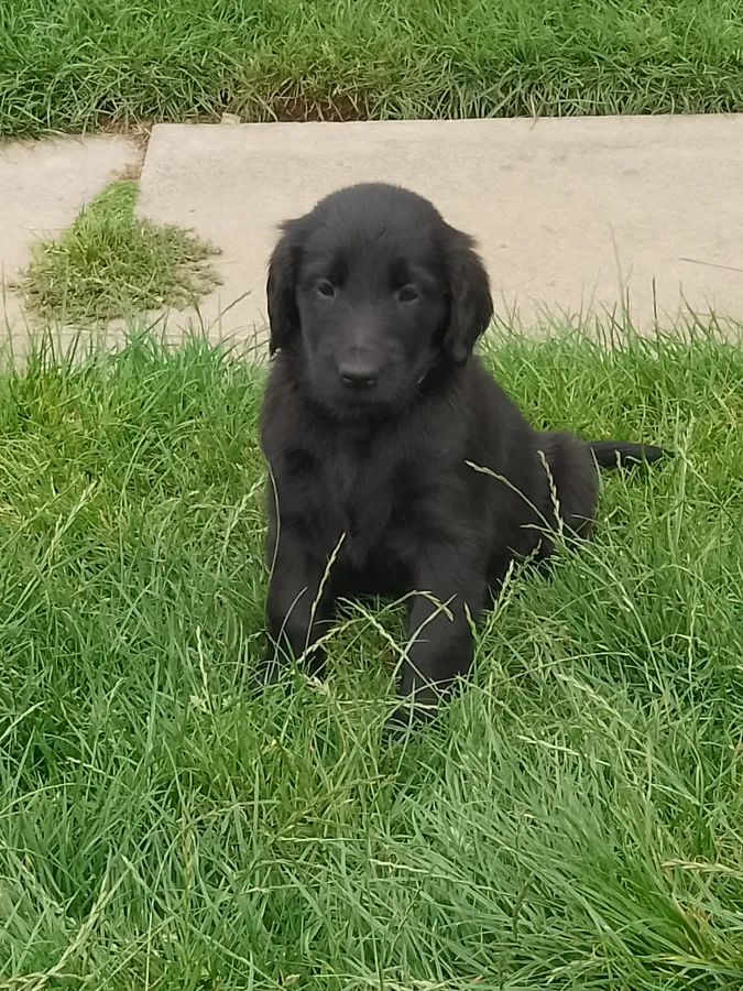 KC Registered Flat coated retriever puppies for sale