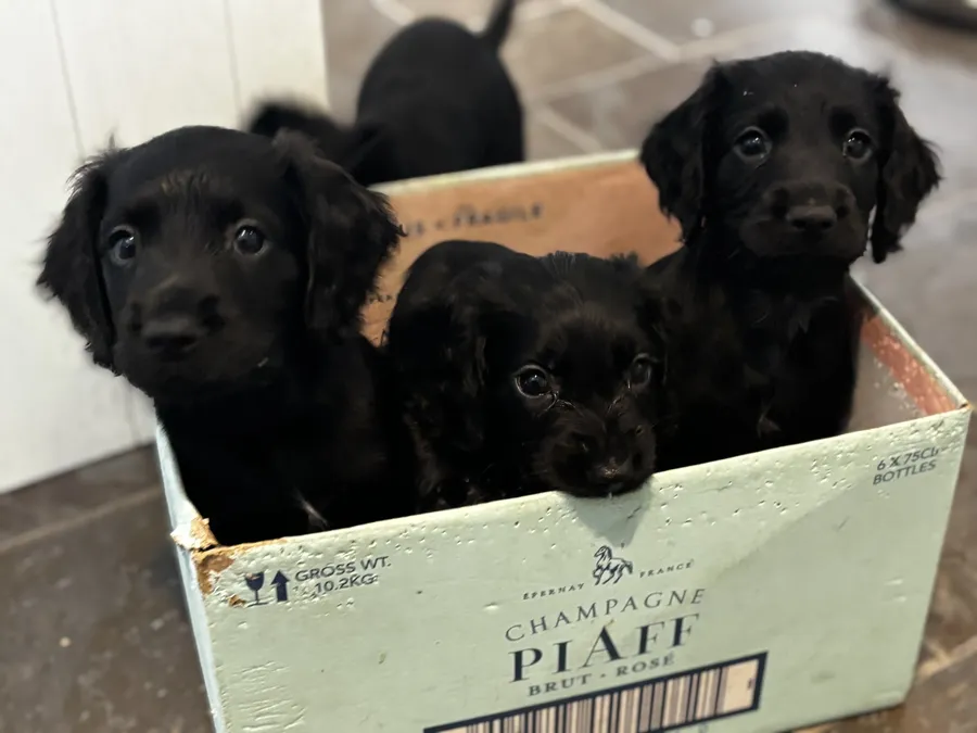 Female Cocker Spaniel Puppy For Sale