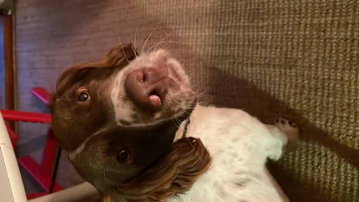 Springer Spaniel for stud - £100