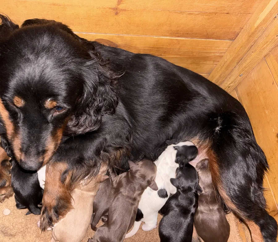 Authentic fantastic Working Cocker Spaniel Pups