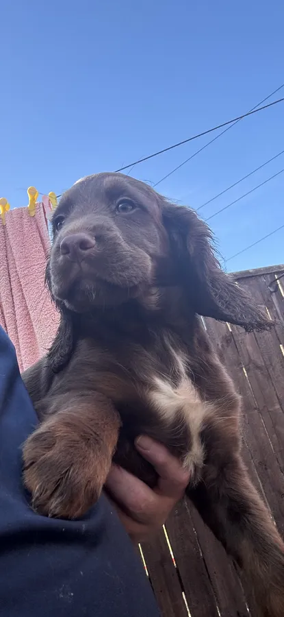 Working cocker spaniels