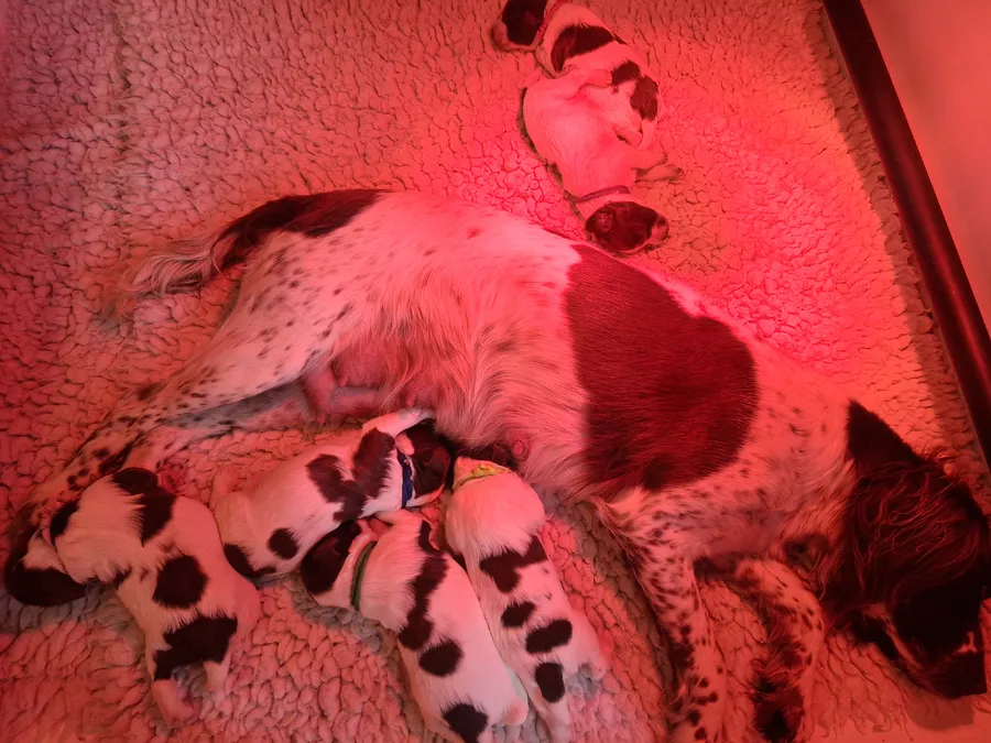 KC reg Working springer spaniel puppies