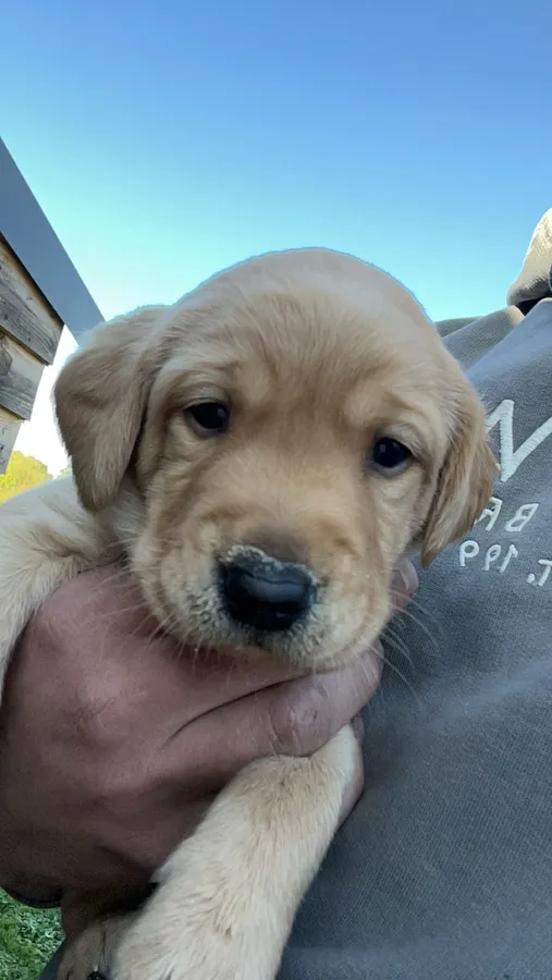 Superb litter of kc reg yellow labradors puppies