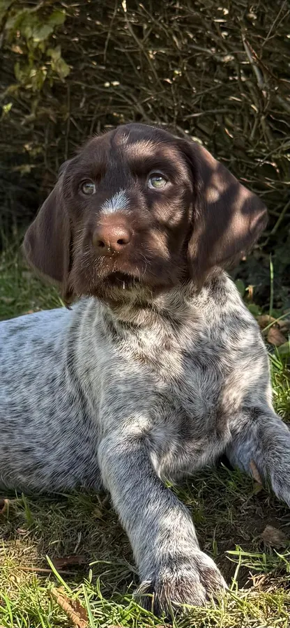 Beautiful GWP Pups For Sale Bred For Their Nature