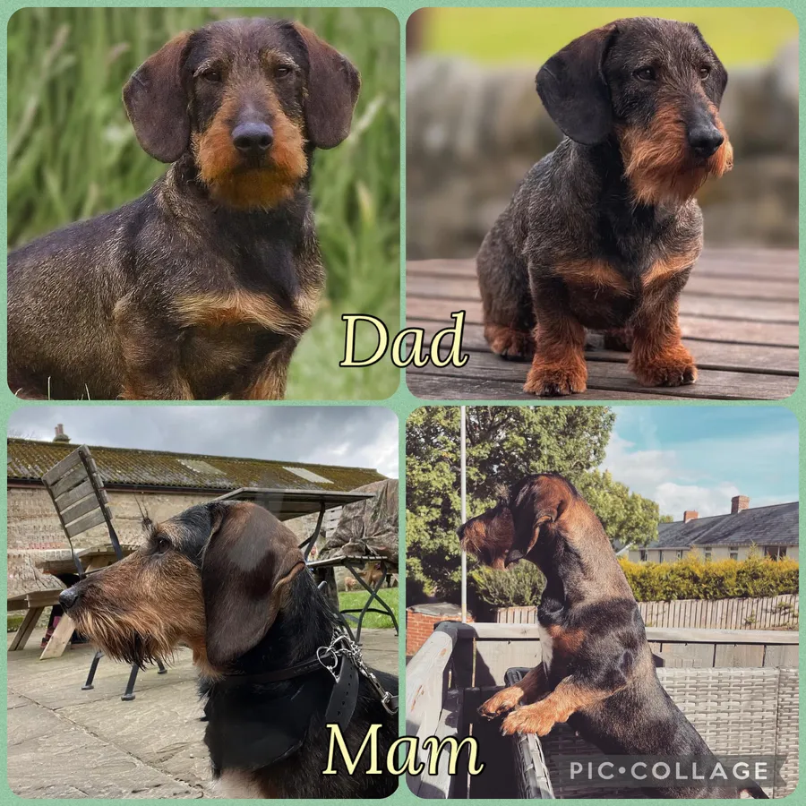 Outstanding teckel puppies
