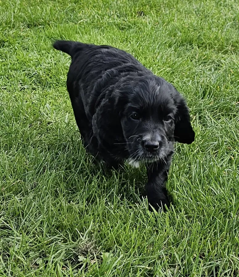 Working breed cocker spaniel puppies