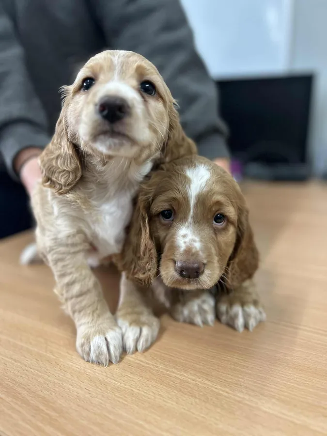 Cocker pups