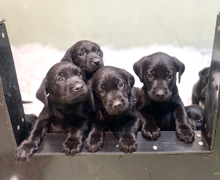 Fully health tested parents-Smart Tidy Lab Puppies