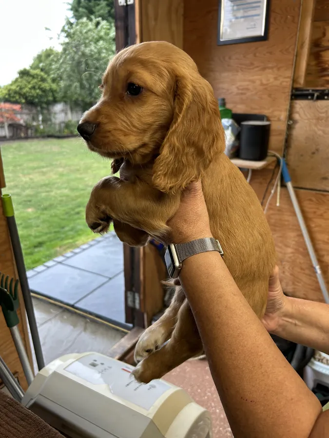 Beautiful KC Registered Working Cocker Pups