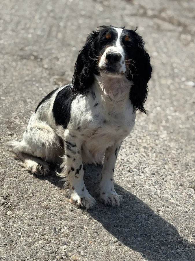 Fully health tested proven cocker spaniel stud