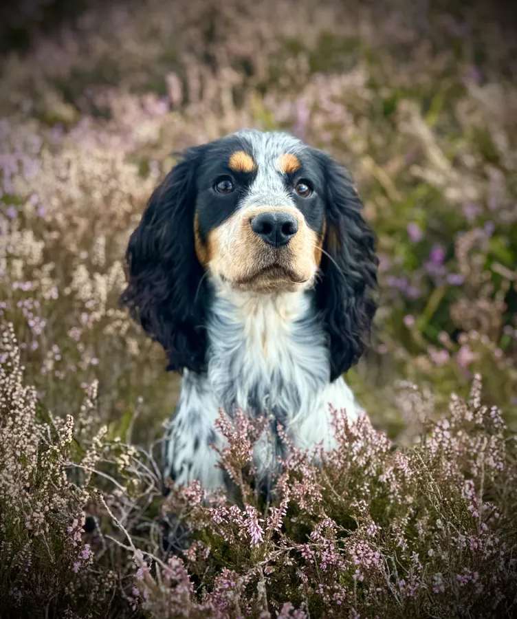 Incredible Temperament KC Registered Dog