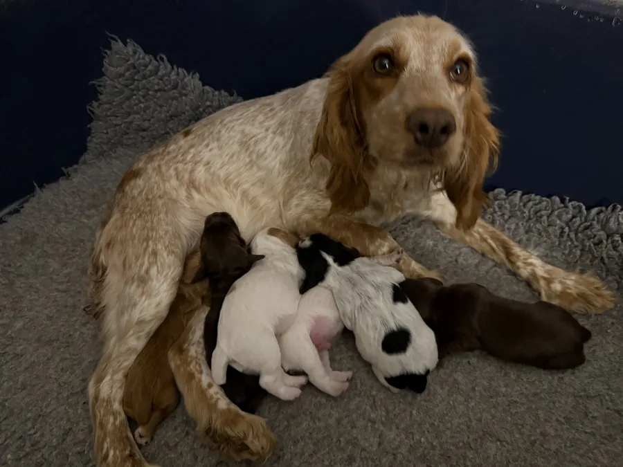 Beautiful kc working cocker spaniels