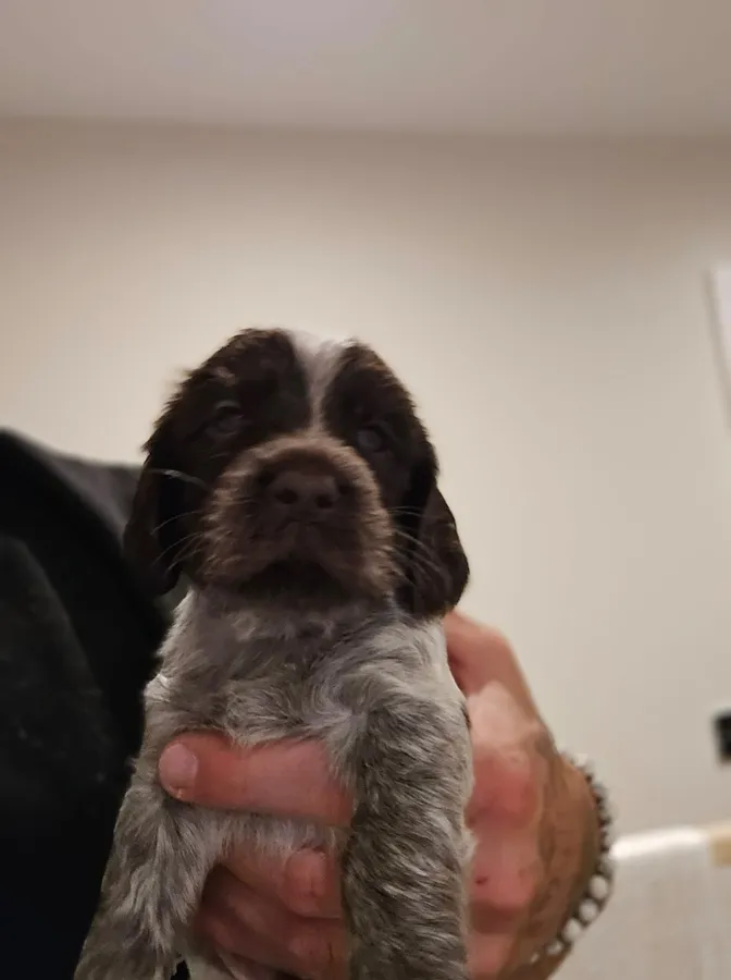 Working Cocker Spaniel Puppies for Sale 800 each